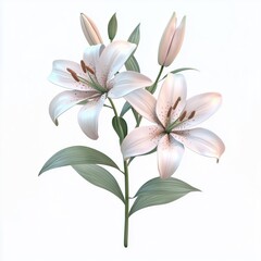Lilies flower in transparent background