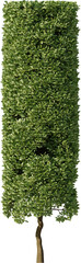 Bush, Box Plant, Bush fence,  Boxwood, Undergrowth, Landscape, Plants