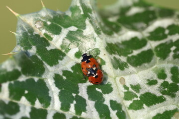 copulating seven spotted ladybugs in spring