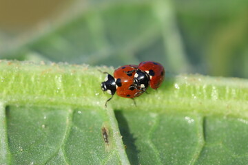 copulating seven spotted ladybugs in spring	

