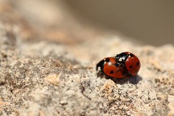 copulating seven spotted ladybugs in spring