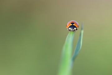 close up of seven spotted ladybug