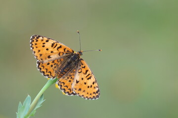 upper wings of Lesser Spotted Fritillary (Melitaea trivia) butterfly	