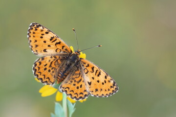 upper wings of  Lesser Spotted Fritillary (Melitaea trivia) butterfly
