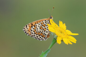  Lesser Spotted Fritillary (Melitaea trivia) butterfly on a flower