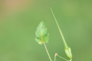 seed and leaf of pink erodium gruinum (Long-beaked cranesbill) plant in spring