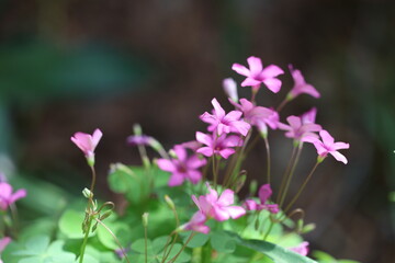 pink flowers of oxalis debilis (pink woodsorrel)