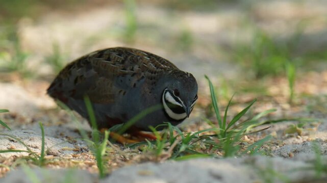 Blue-breasted Quail (Synoicus chinensis ) bird watching in the forest.