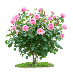 Fototapeta premium Lush Pink Rose Bush in Full Bloom
