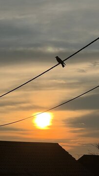 Ein Vogel sitzt bei Sonnenuntergang auf einer Leitung. Wunderschön, Leben auf dem Land