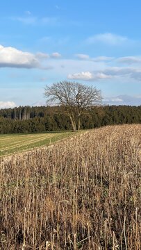 Wunderschöner Wanderweg mitten in der Natur zwischen Wiesen und Feldern. Leben auf dem Land, ausserhalb