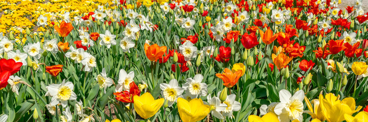 Obraz premium Banner with blooming spring flowers. Springtime and environment 