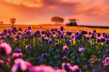 Beautiful scenic landscape with cultivated opium poppy field in bloom and silhouette of agricultural tractor driving along the dirt road in golden hour of a warm sunset © Bits and Splits