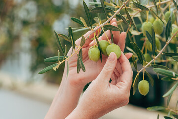 Farmer examining unripe olive fruit in organic orchard