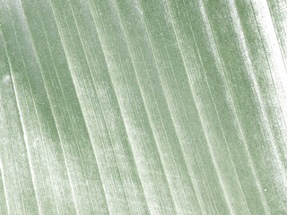 Abstract background with the structure of a green palm leaf. Transparent background, PNG.