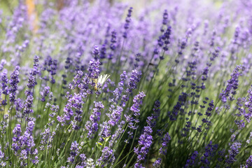 Lavender flower background with purple colors