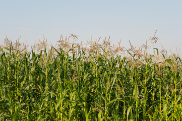 Obraz premium Field with young corn stalks, flowering corn brooms on a sky background