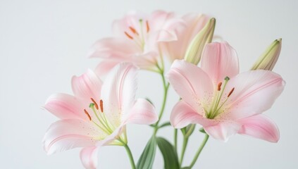 Fototapeta premium Beautiful pink lilies with green stems and buds on display