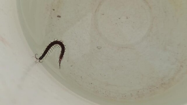 Polypodium cordifolium L, centipede trapped in a bucket of water, swims