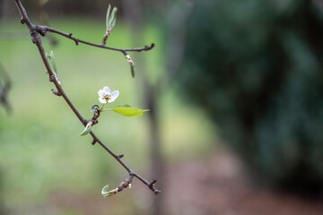 The flower of the native pear. Beautiful green blurred background.