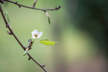 The flower of the native pear. Beautiful green blurred background.