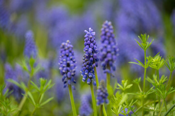 Obraz premium Beautiful blue field flowers grew in a green meadow. 