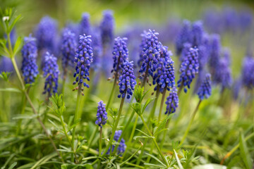 Obraz premium Beautiful blue field flowers grew in a green meadow. 