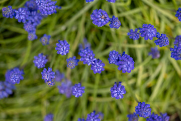 Beautiful blue field flowers grew in a green meadow.
