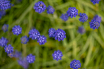 Beautiful blue field flowers grew in a green meadow.
