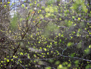 first spring leaves in dutch forest