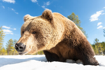 Big male brown bear closeup on snow at spring