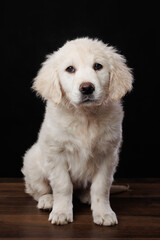 Obraz premium Golden Retriever Puppy
