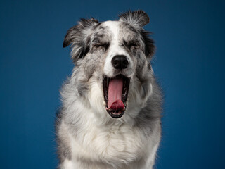 Fototapeta premium Blue Merle Border Collie Yawning
