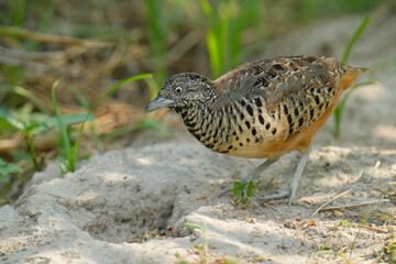 Blue-breasted Quail (Synoicus chinensis ) bird watching in the forest.