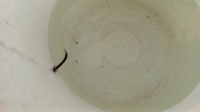 Polypodium cordifolium L, centipede trapped in a bucket of water, swims
