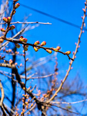Closeup of buds on branches against a clear blue sky in early spring