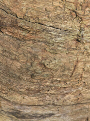 Closeup of weathered wood texture