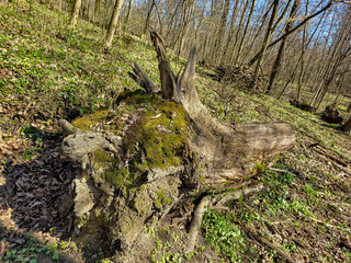 dead tree in the forest