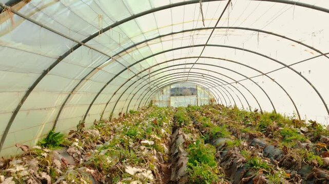 Fungal disease Powdery mildew on zucchini foliage in greenhouse, powdery mildew on cucurbits in glasshouse selective focus, Diseases and pests of squash vegetables and affect on zucchini squash leaves