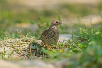 Blue-breasted Quail (Synoicus chinensis ) bird watching in the forest.