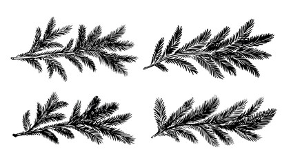 A fir branch set on a white background hand drawn	
