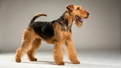 Airedoodle on studio background
