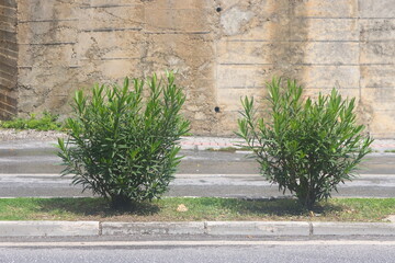 A section of an asphalt road with a curb stone and a lawn, minimalism, urbanism, 26