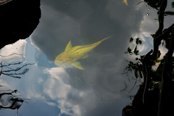 Photo of a large sucker fish raised in a koi pond that cleans and removes algae from the pond,...