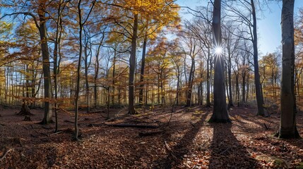 Fototapeta premium Stunning panoramic view of a forest landscape with sun rays shining through the trees, creating a peaceful and serene atmosphere