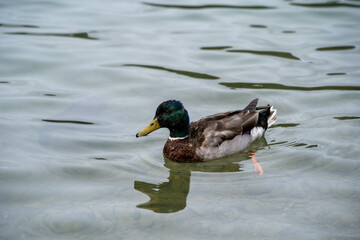 Duck in lake Swiss