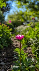 Pink peony in garden path