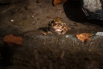 TOAD - Amphibians in early spring in a forest stream