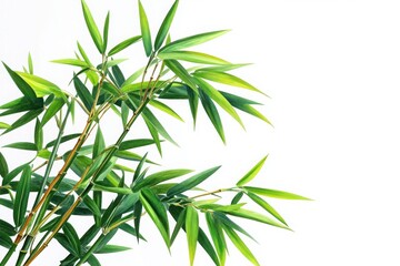 Fototapeta premium Photorealistic bamboo plant with vibrant green leaves and slender stalks on white background
