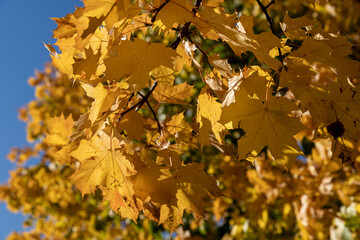 maple foliage hanging on tree branches against a blue sky background